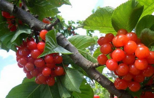 6种可以在阳台、院子里种植的水果，易种易丰收，想吃就摘！